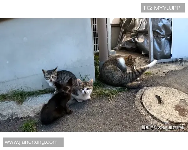 黑猫足球明星的传奇故事与辉煌成就揭秘